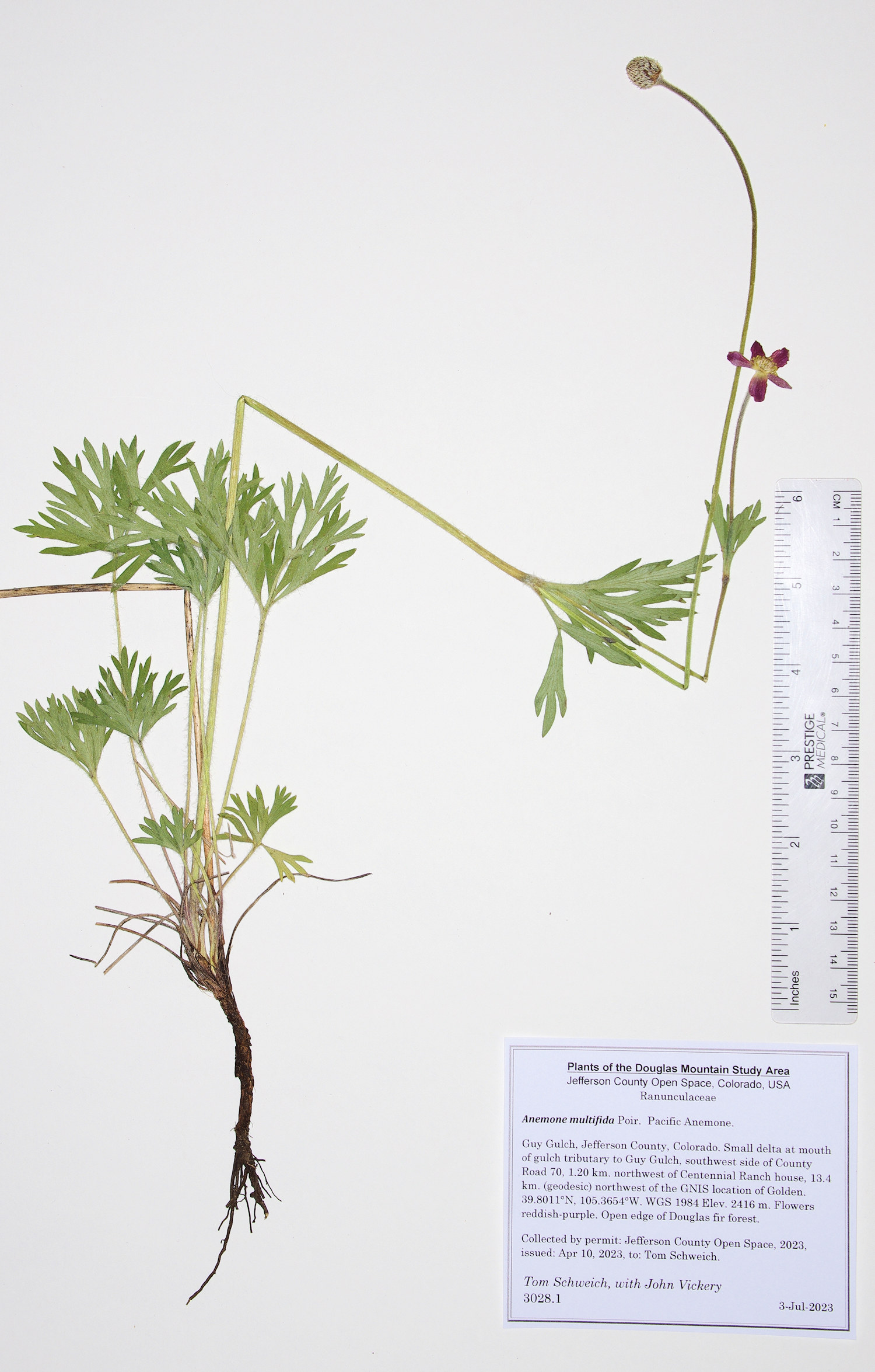 Ranunculaceae Anemone multifida