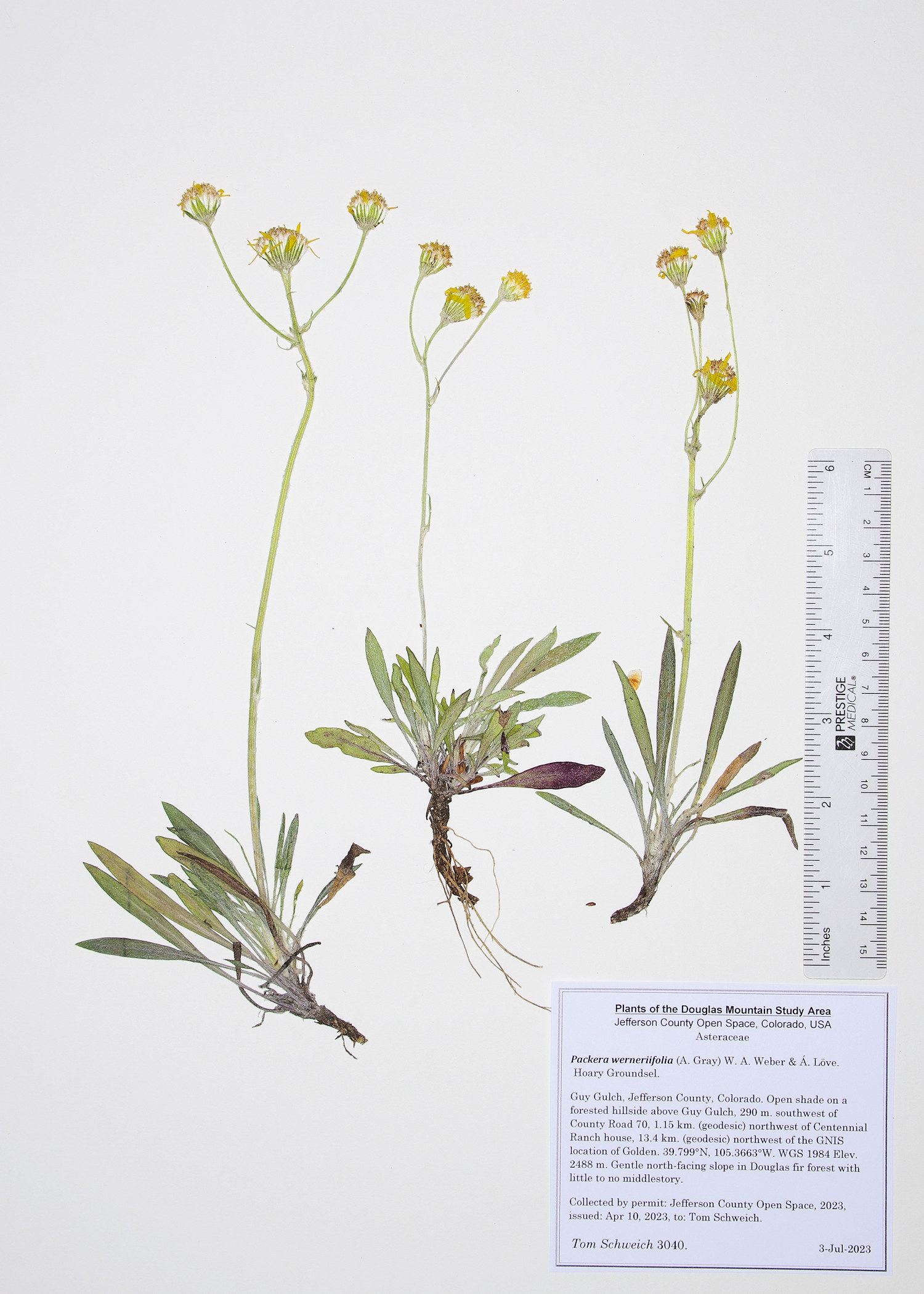 Asteraceae Packera werneriifolia