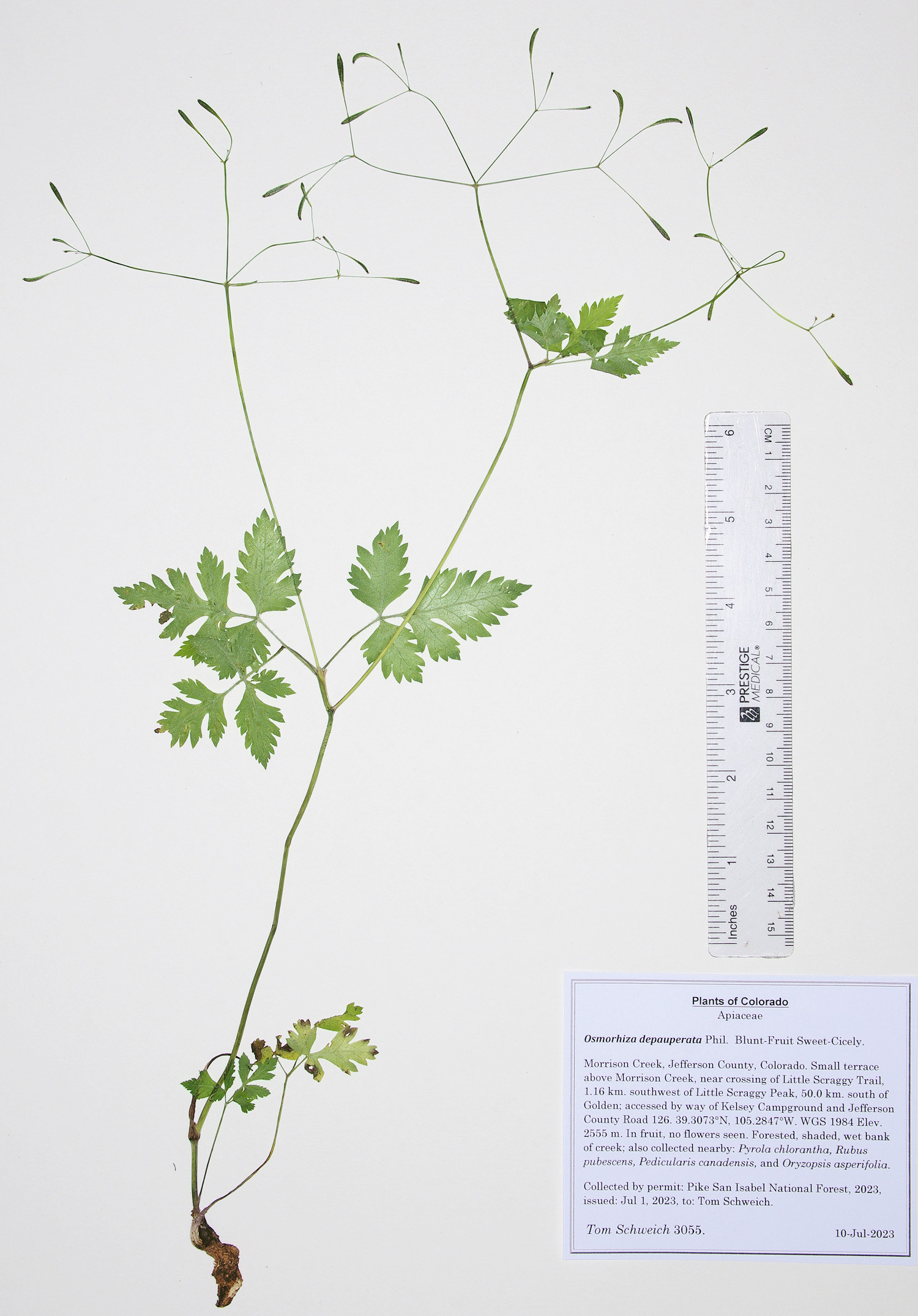 Apiaceae Osmorhiza depauperata