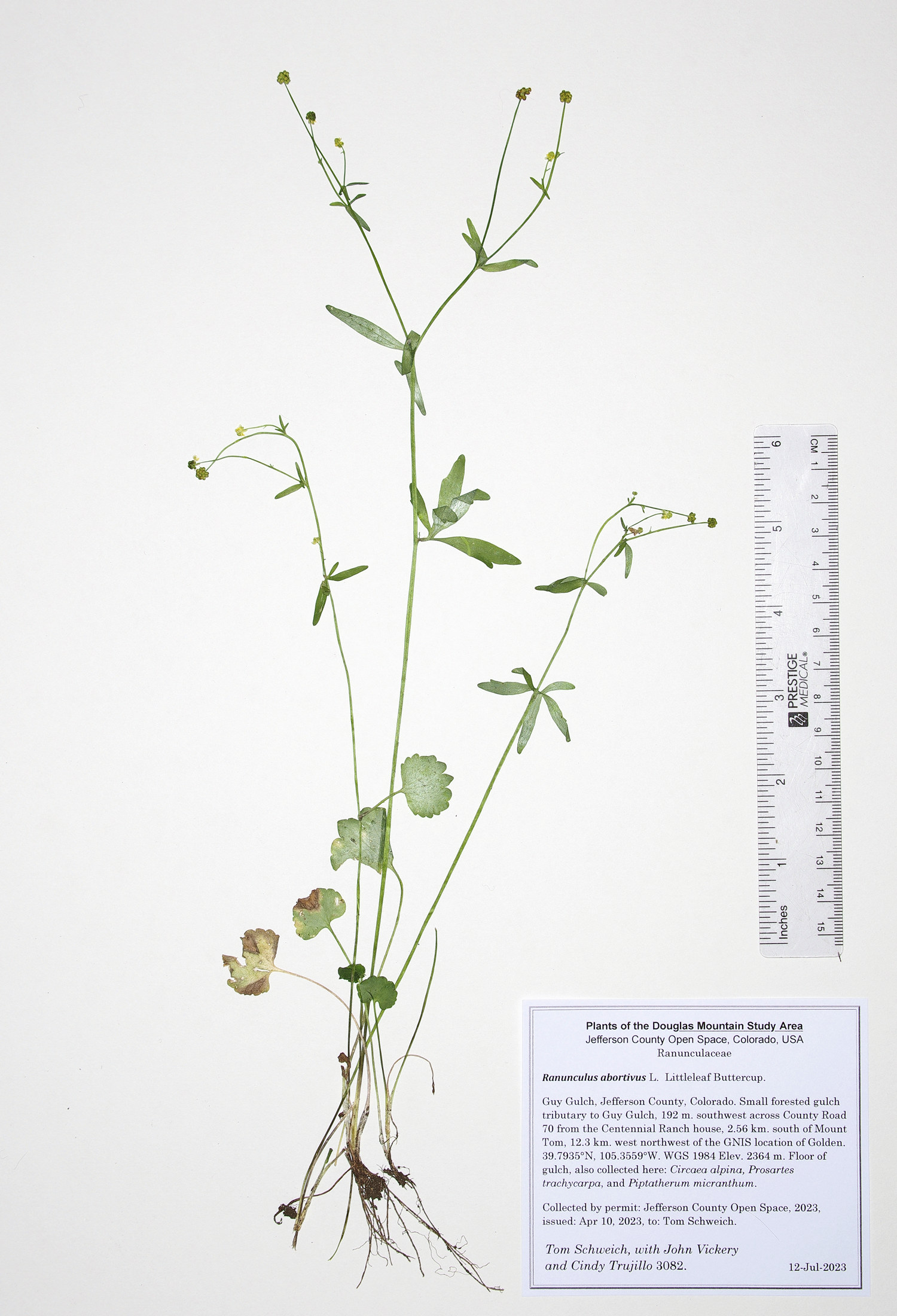Ranunculaceae Ranunculus abortivus