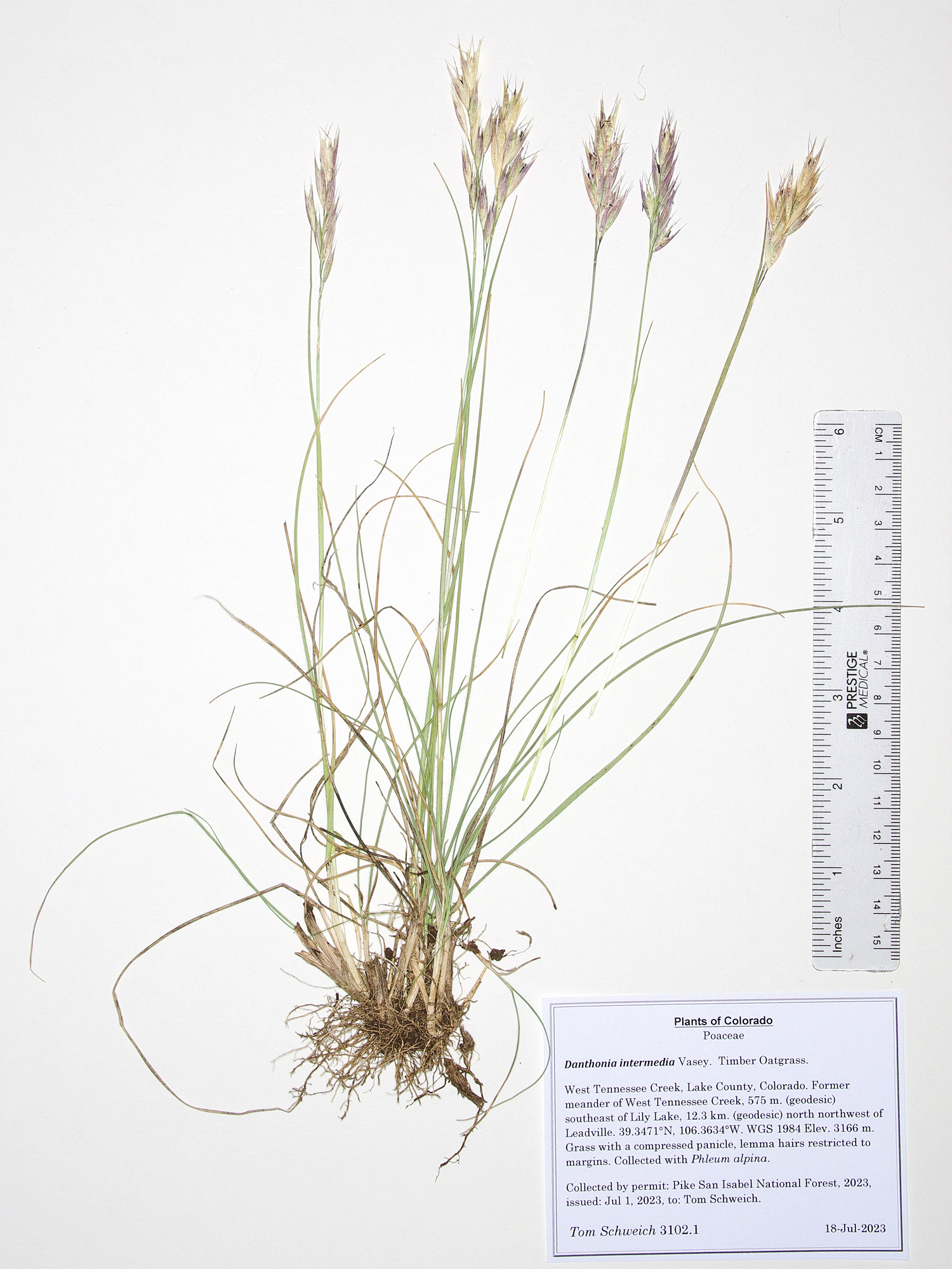 Poaceae Danthonia intermedia