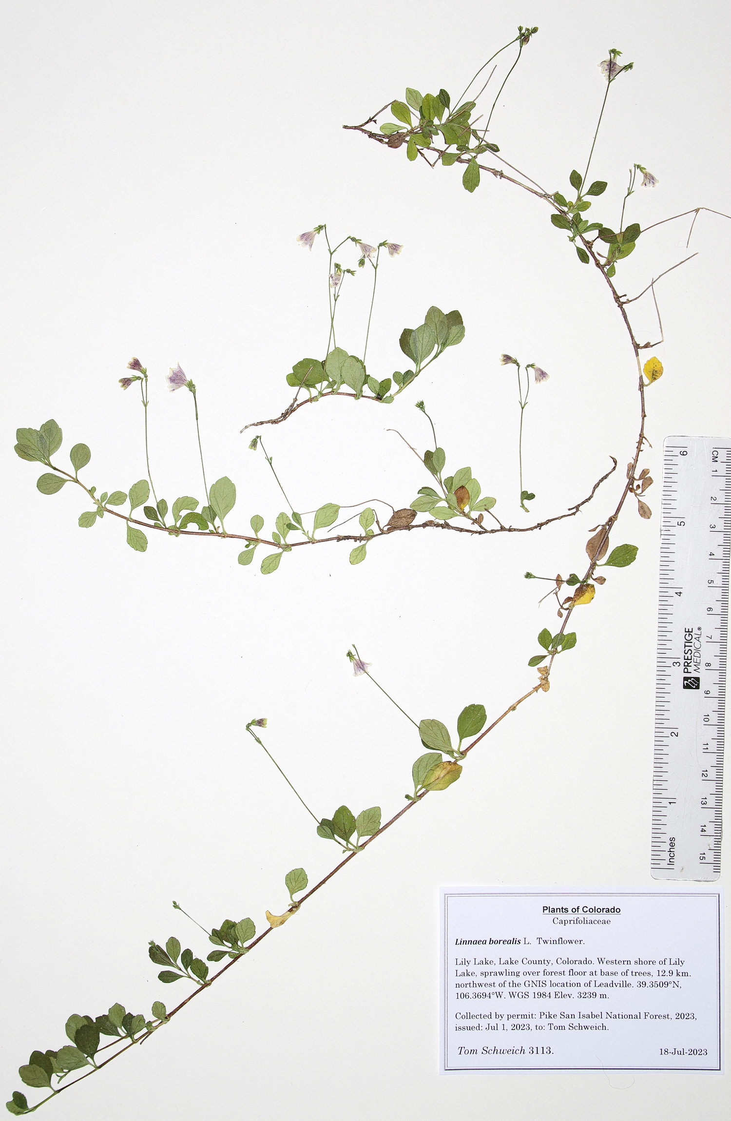 Caprifoliaceae Linnaea borealis