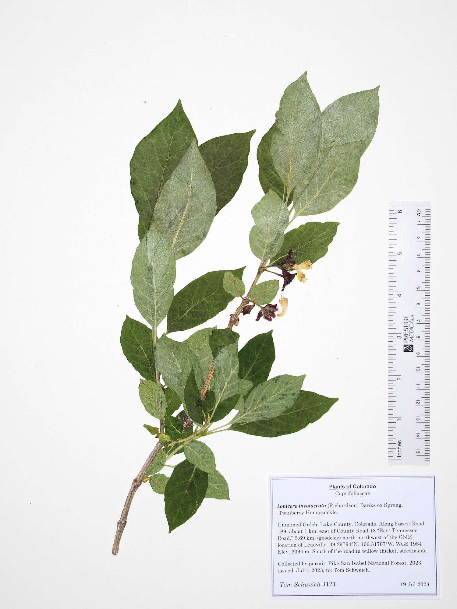 Caprifoliaceae Lonicera involucrata