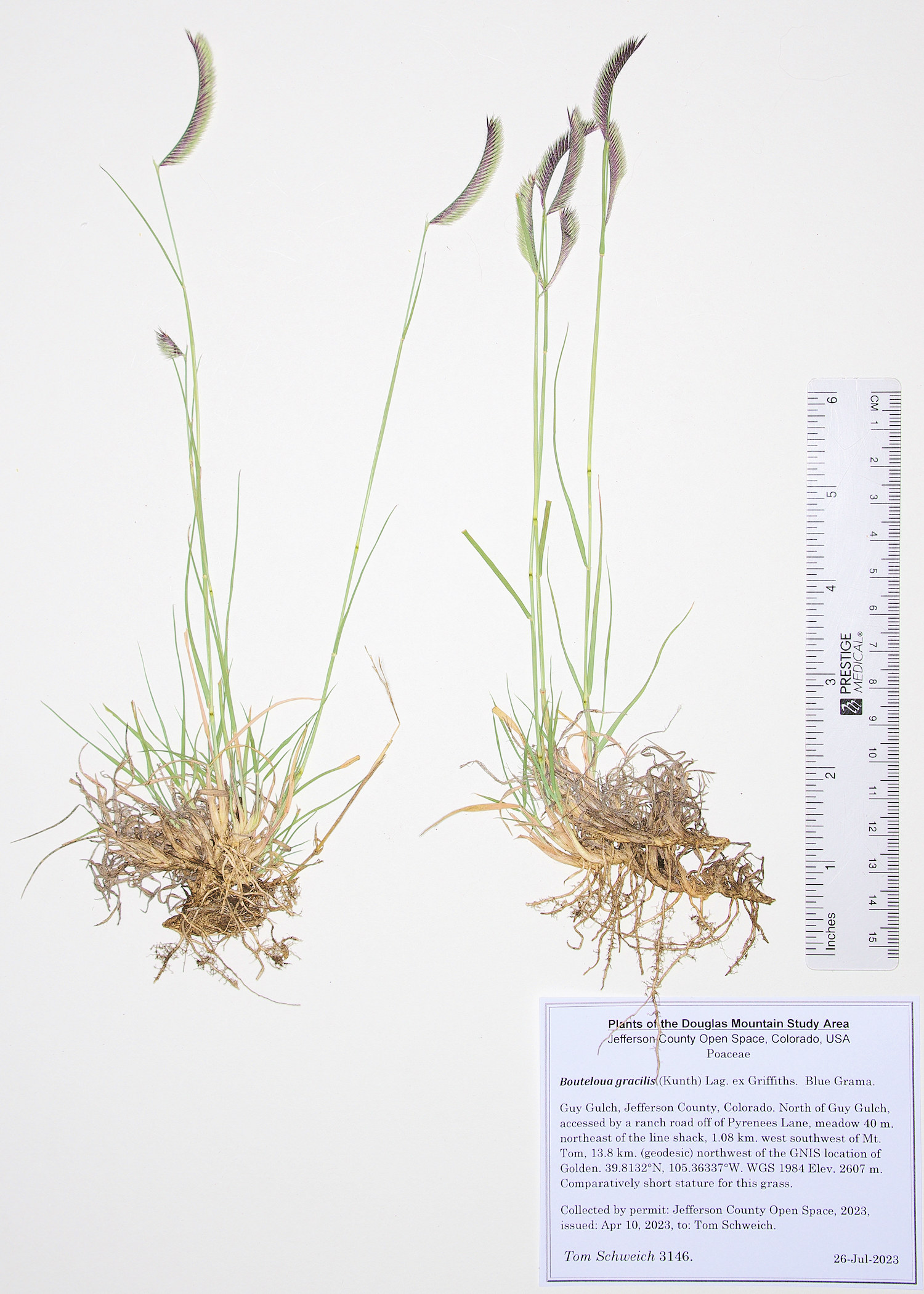 Poaceae Bouteloua gracilis