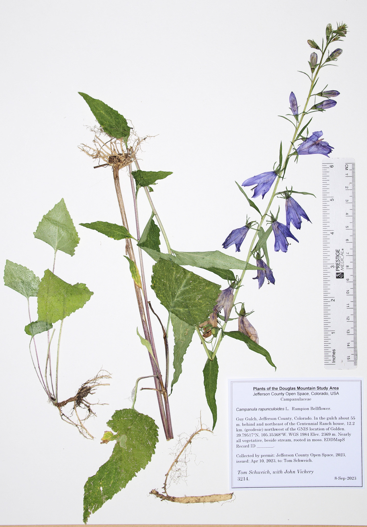 Campanulaceae Campanula rapunculoides