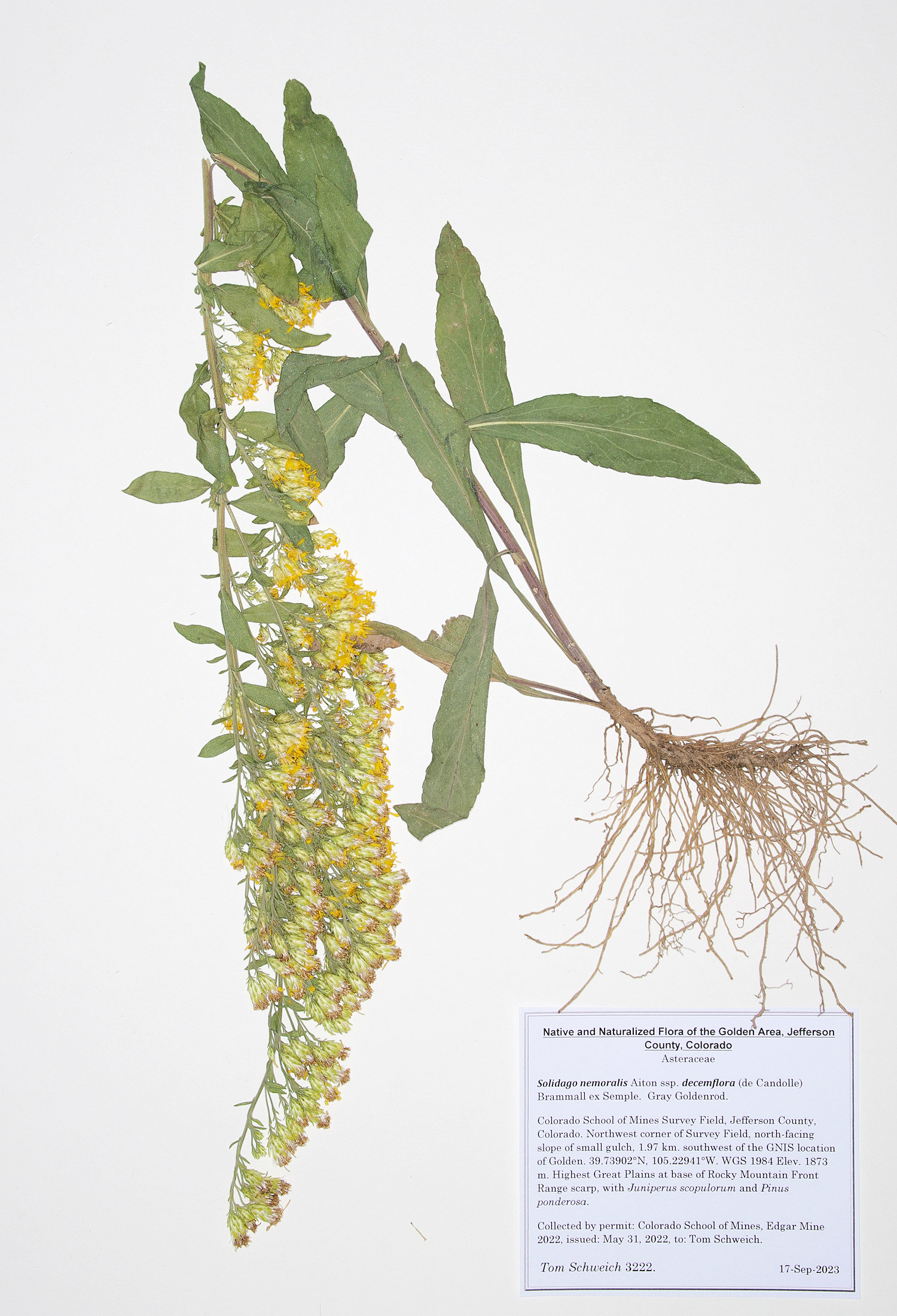 Asteraceae Solidago nemoralis decemflora