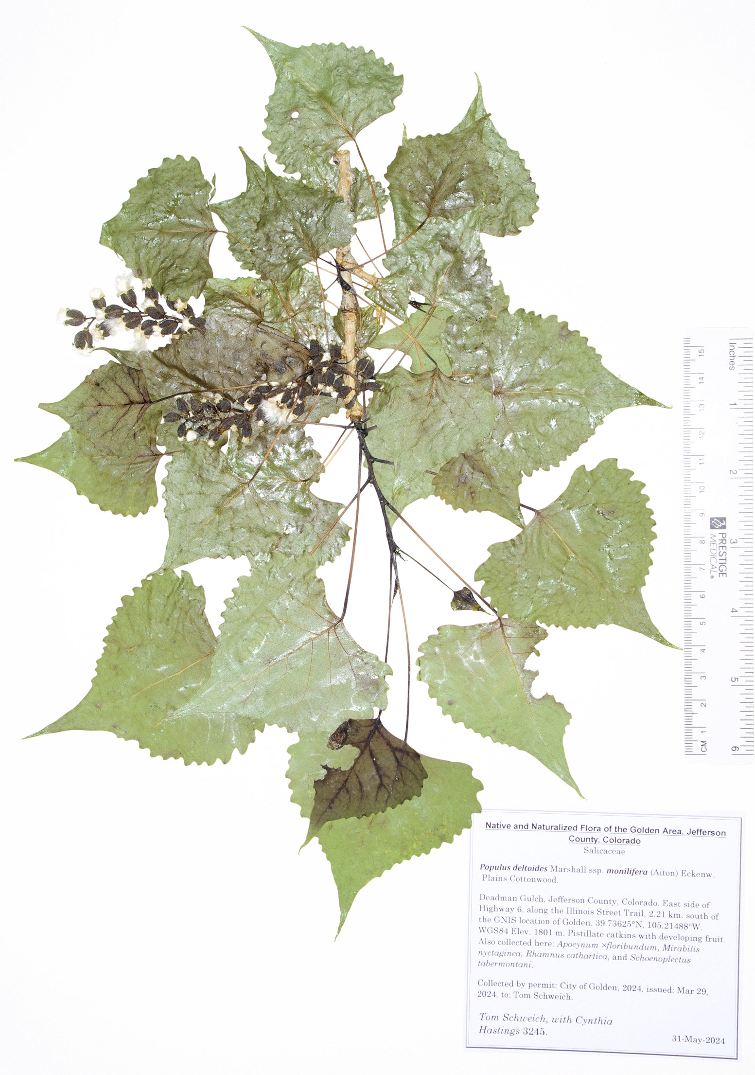 Salicaceae Populus deltoides monilifera