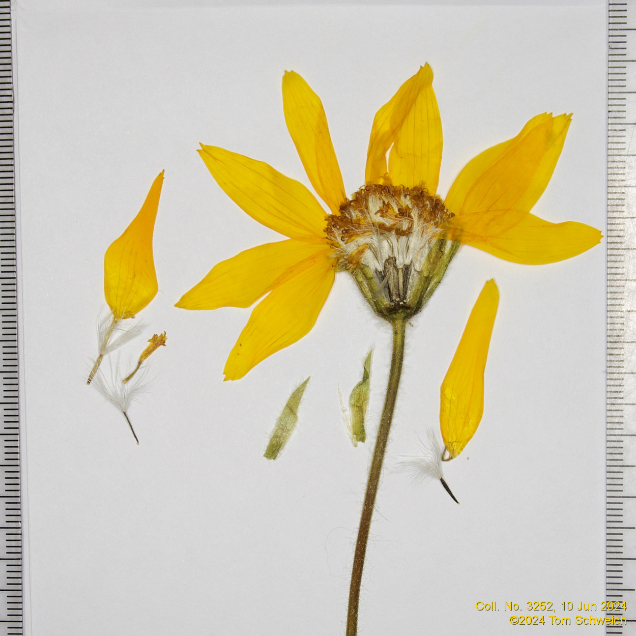 Asteraceae Arnica cordifolia