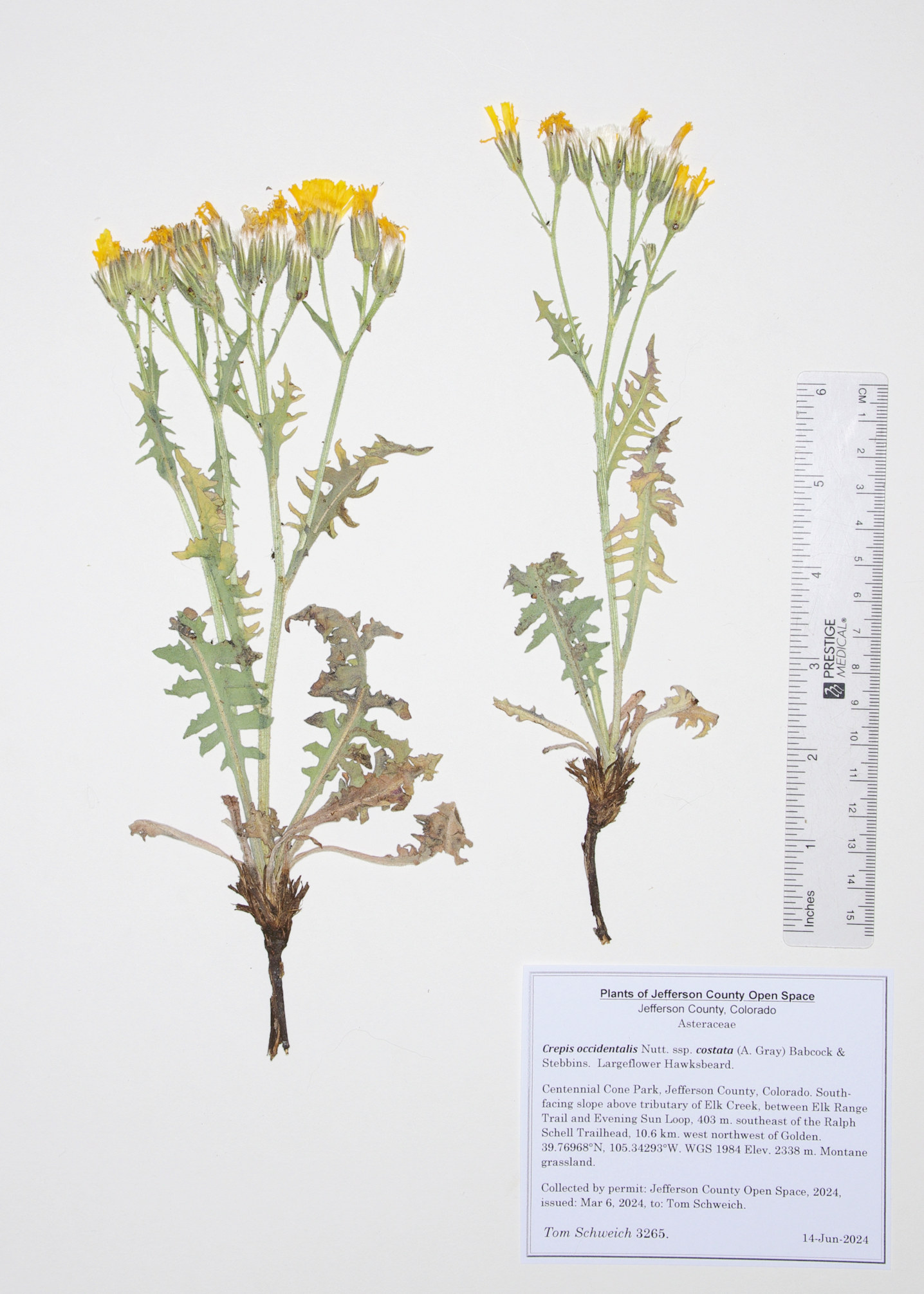 Asteraceae Crepis occidentalis costata