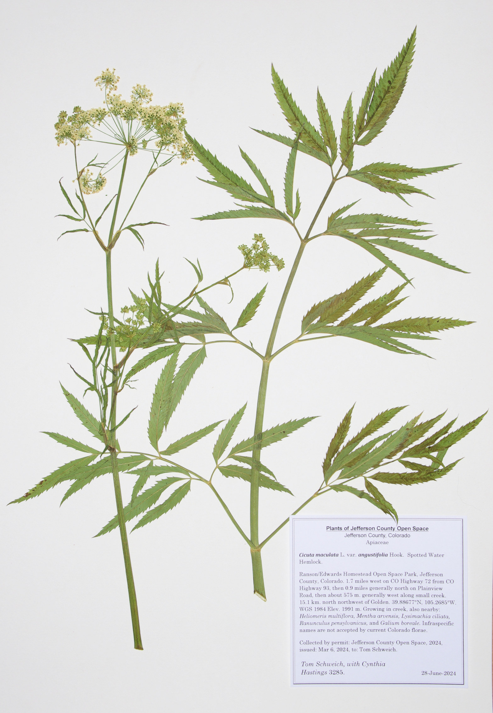 Apiaceae Cicuta maculata angustifolia