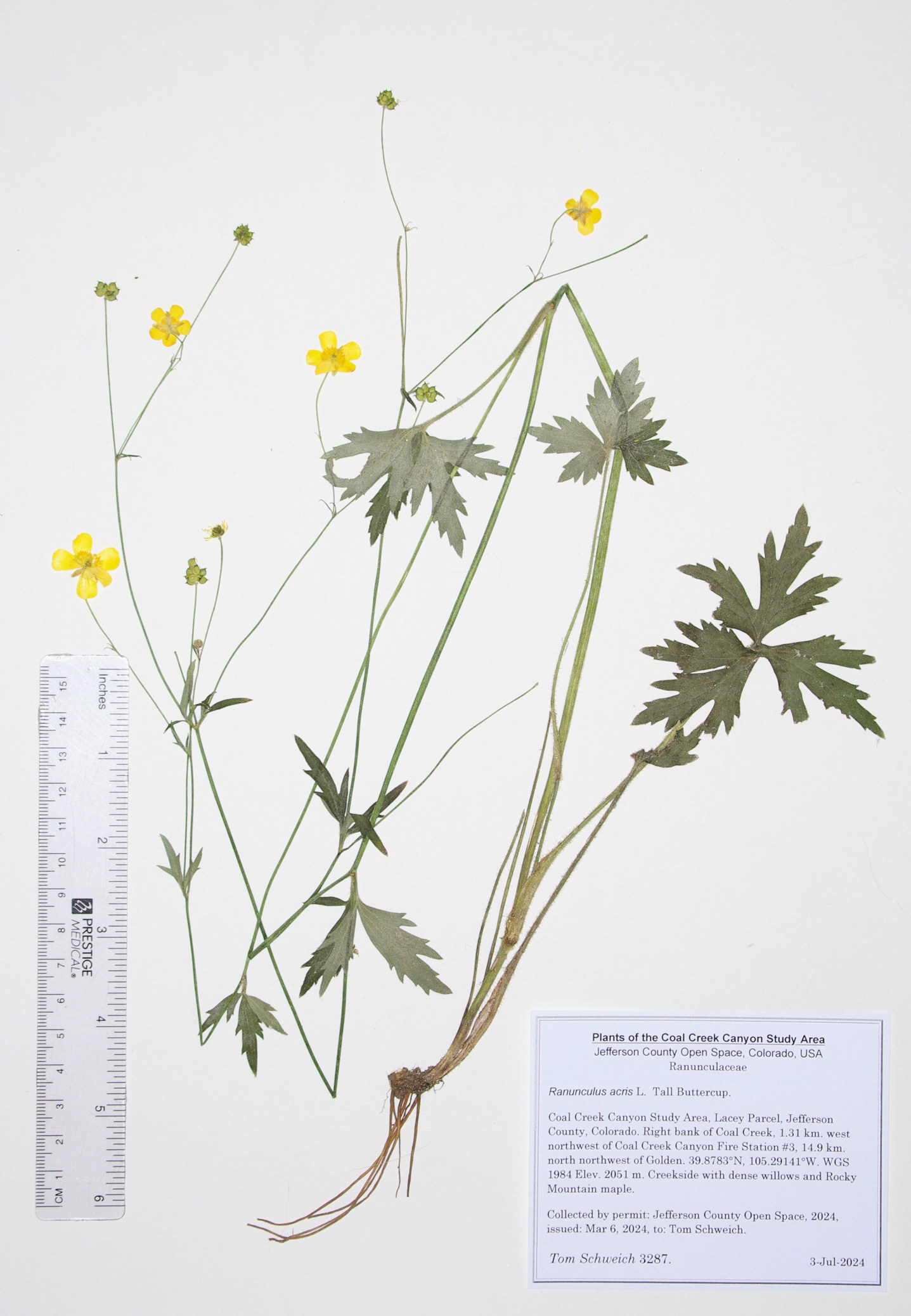 Ranunculaceae Ranunculus acris