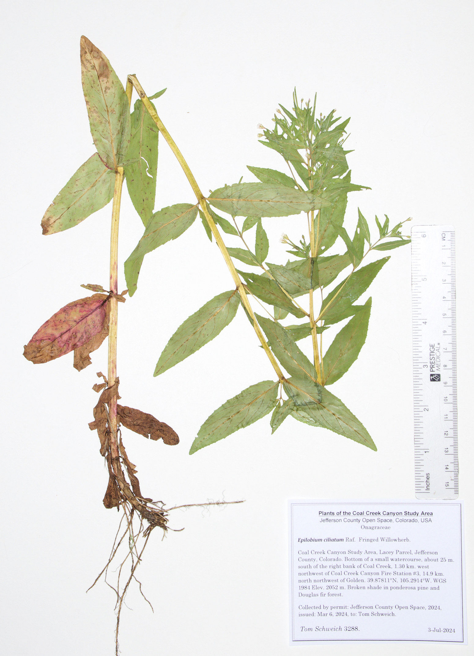 Onagraceae Epilobium ciliatum