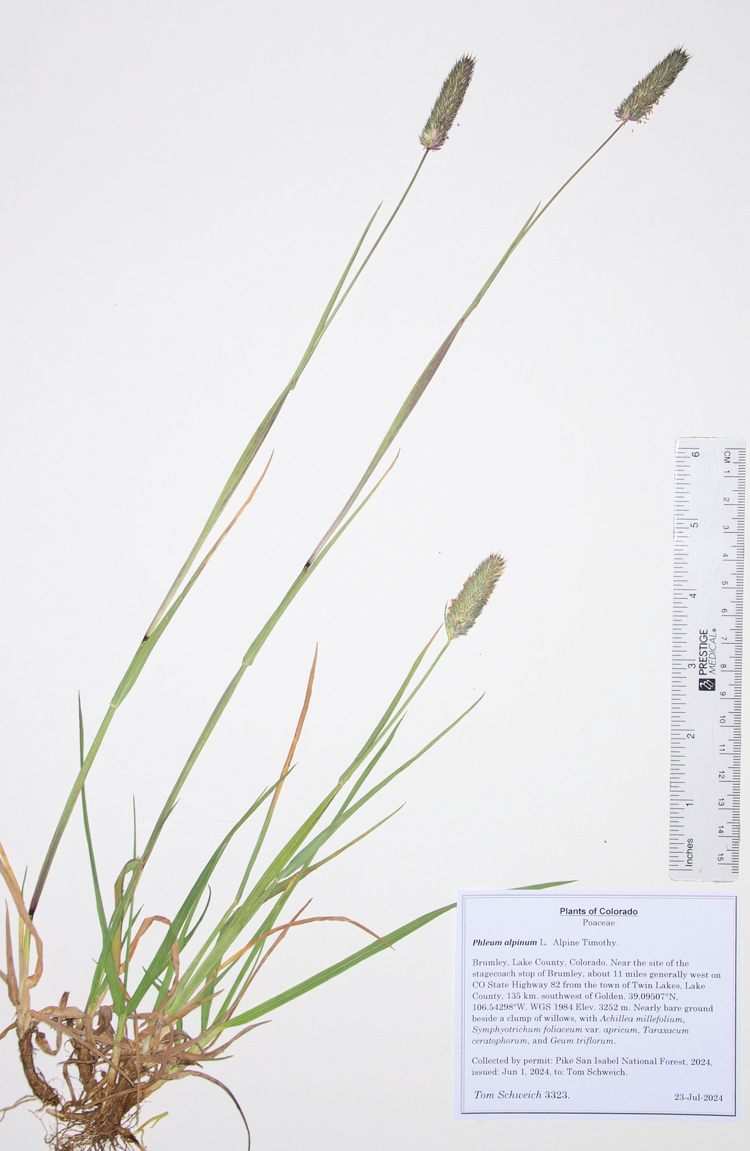 Poaceae Phleum alpinum