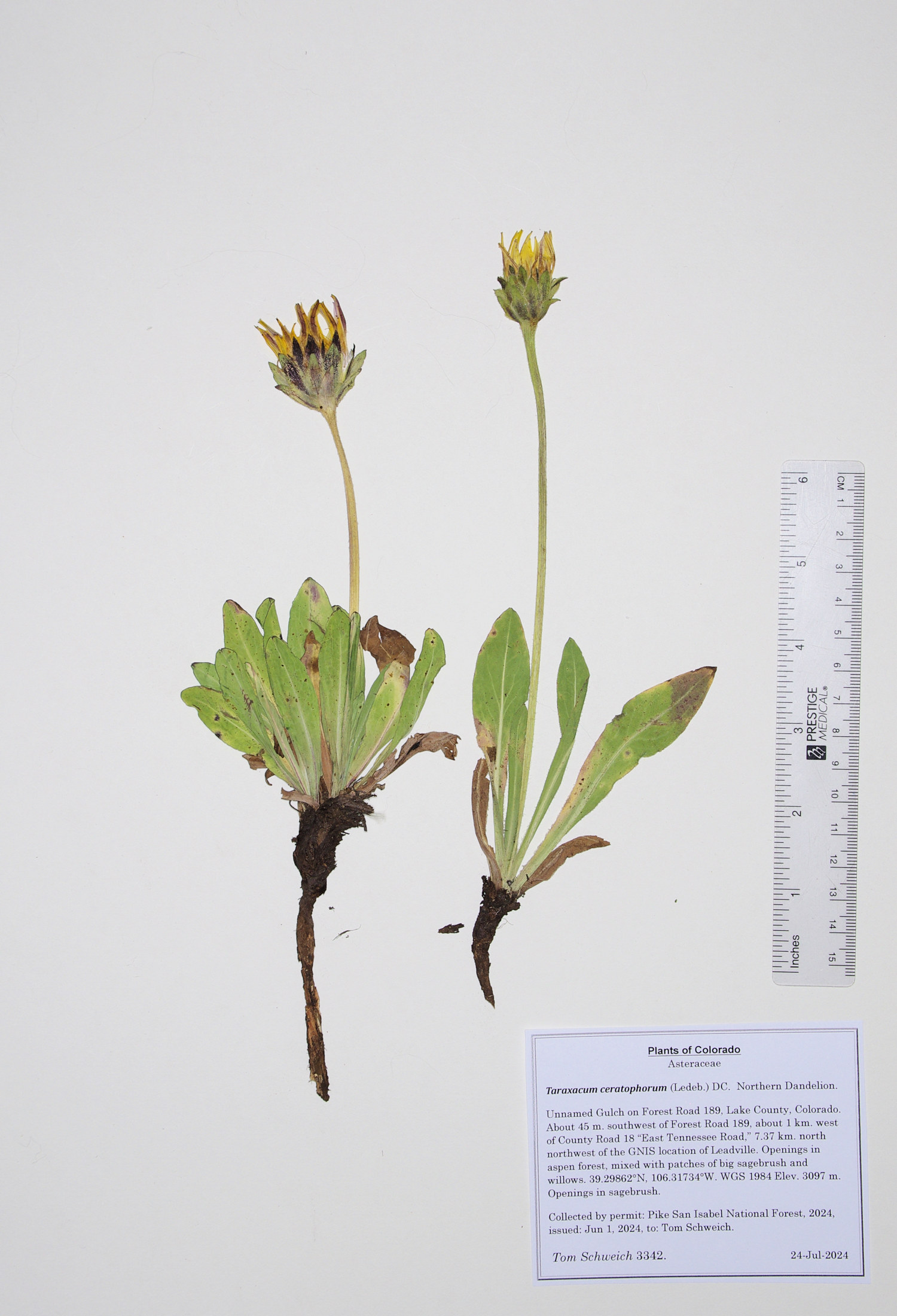 Asteraceae Taraxacum ceratophorum