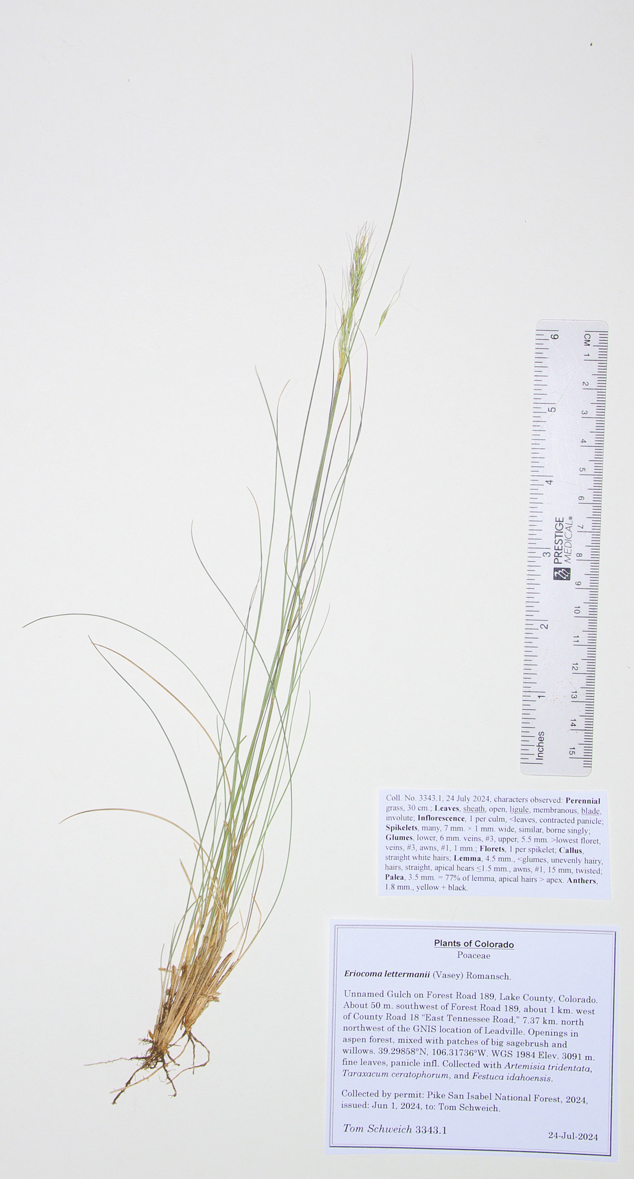 Poaceae Eriocoma lettermanii