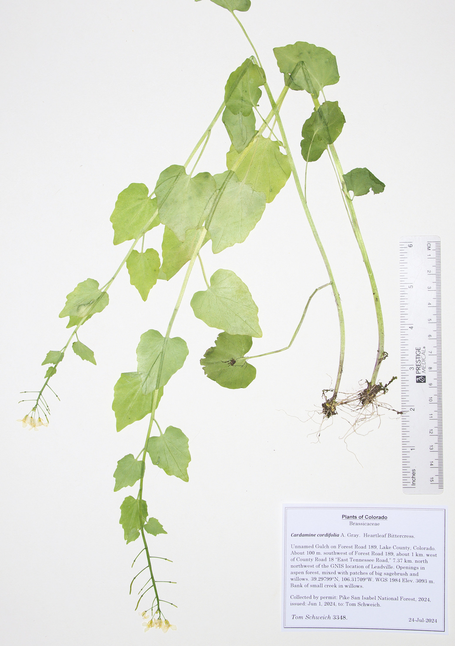 Brassicaceae Cardamine cordifolia