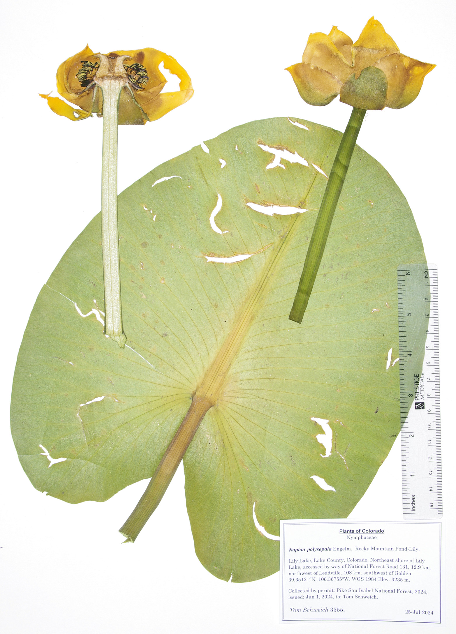 Nymphaceae Nuphar polysepala