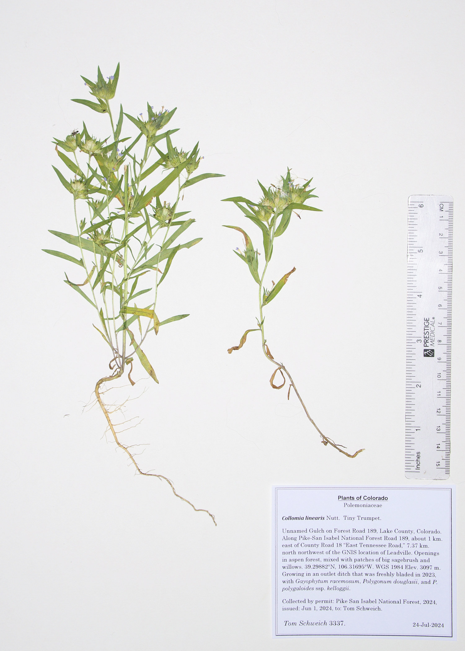 Polemoniaceae Collomia linearis