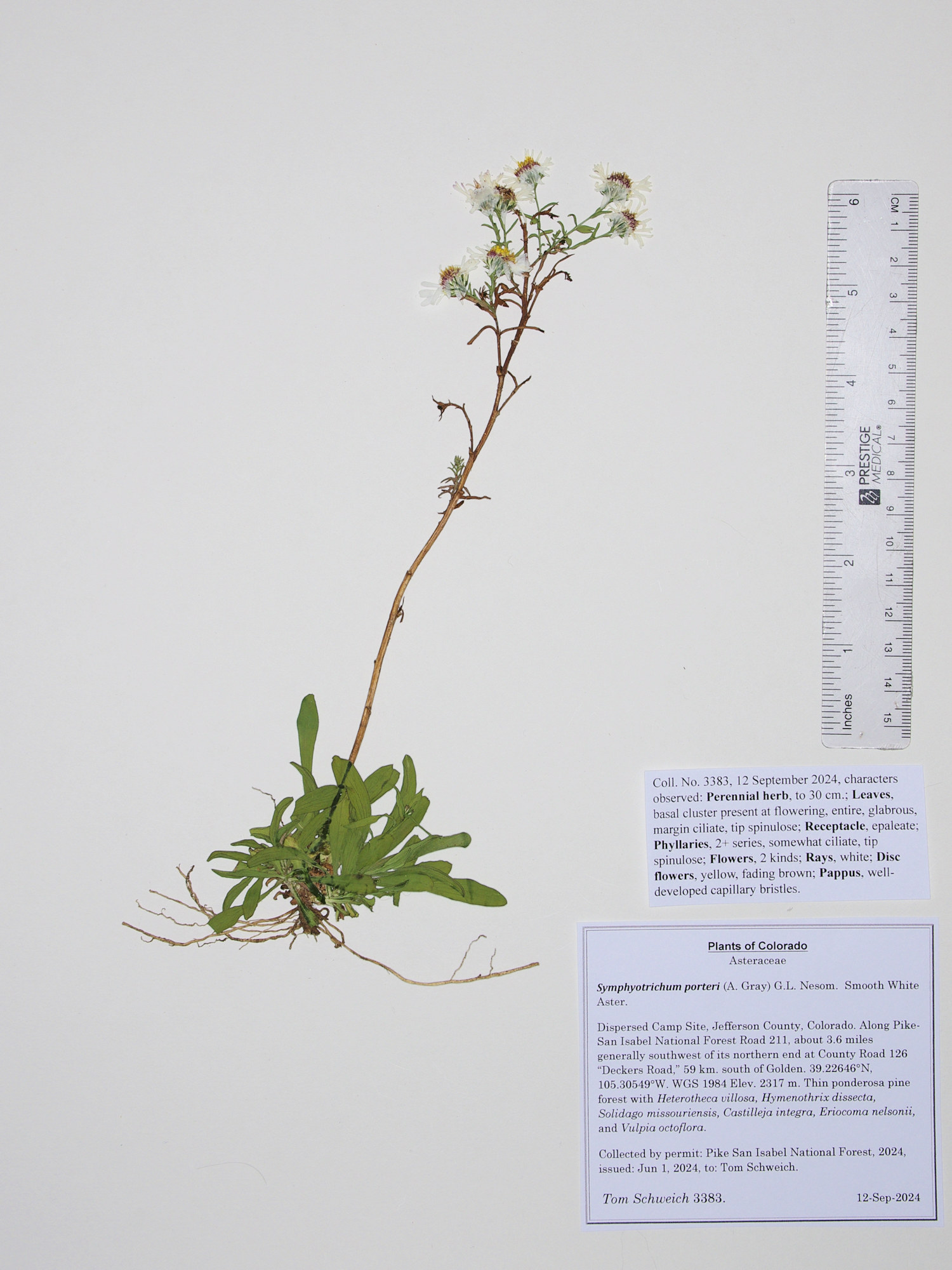 Asteraceae Symphyotrichum porteri