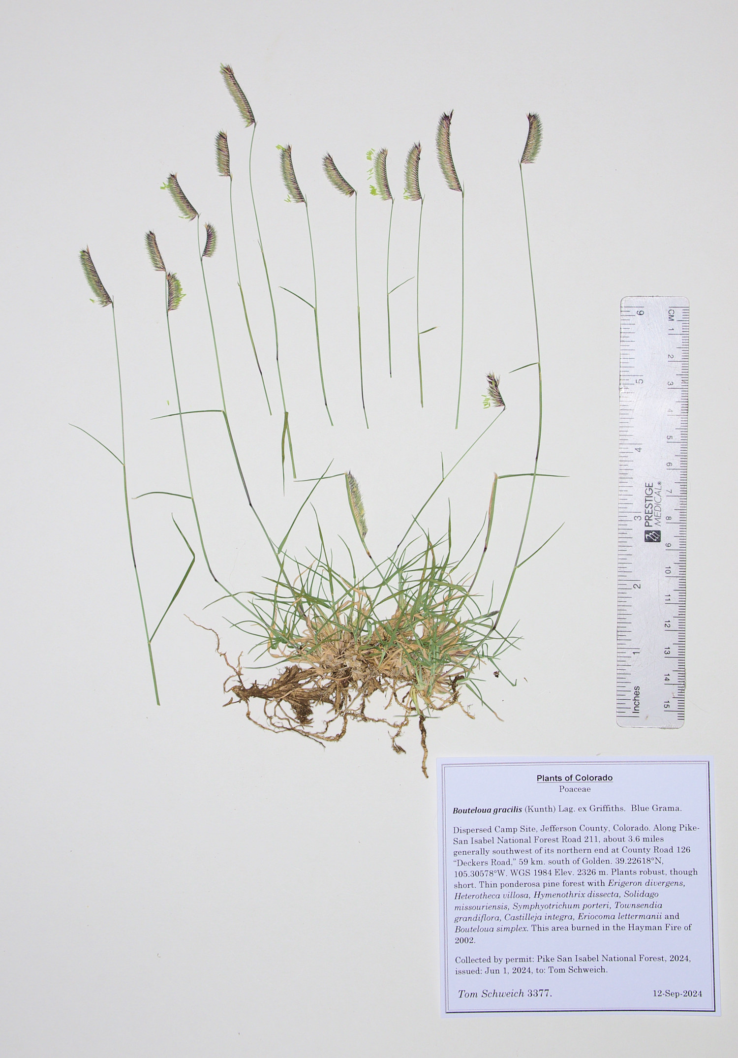 Poaceae Bouteloua gracilis