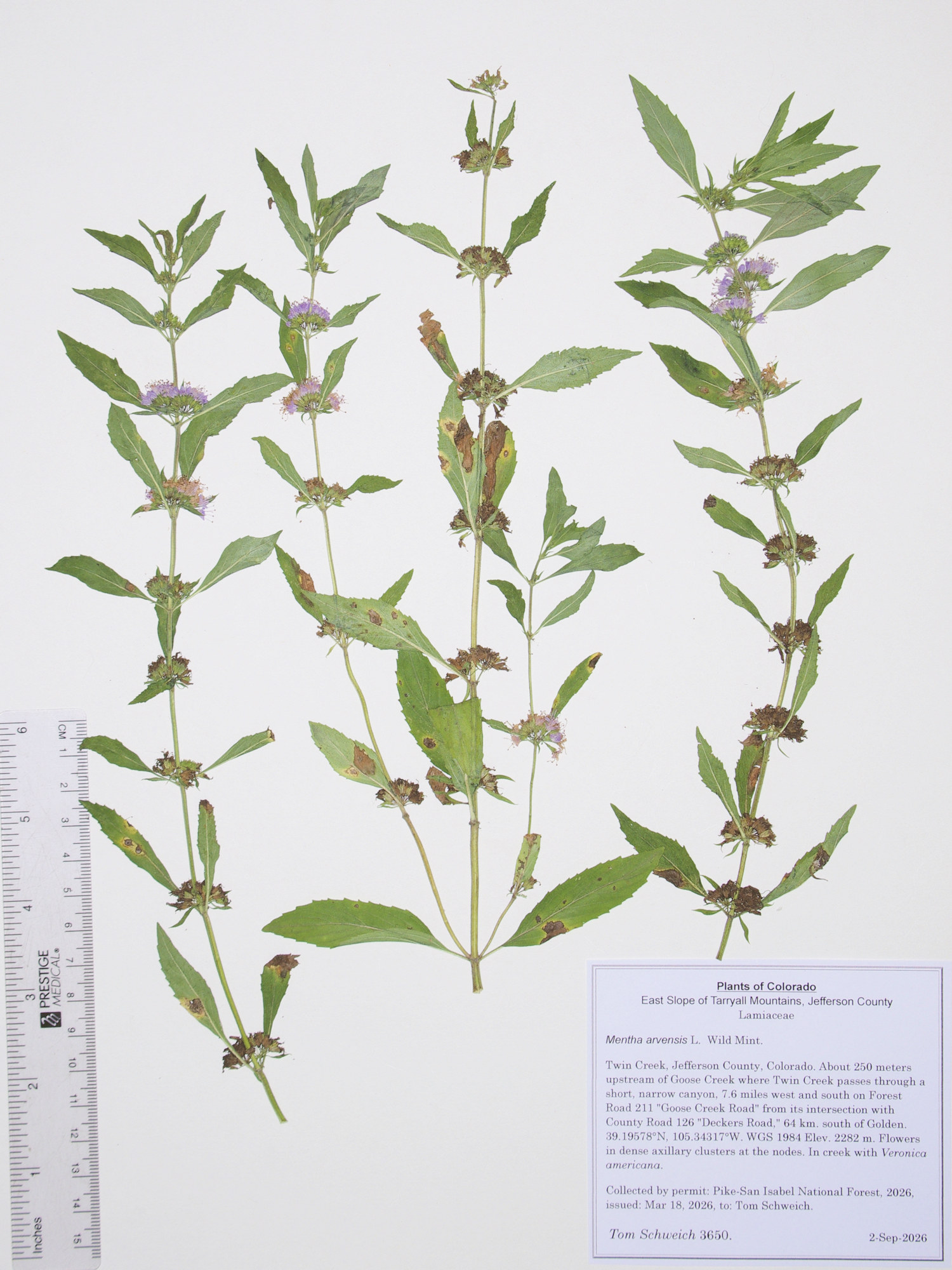 Lamiaceae, Mentha arvensis