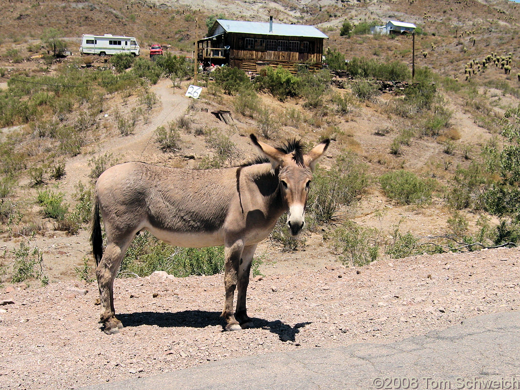 Arizona, Mohave County, Oatman, Burro