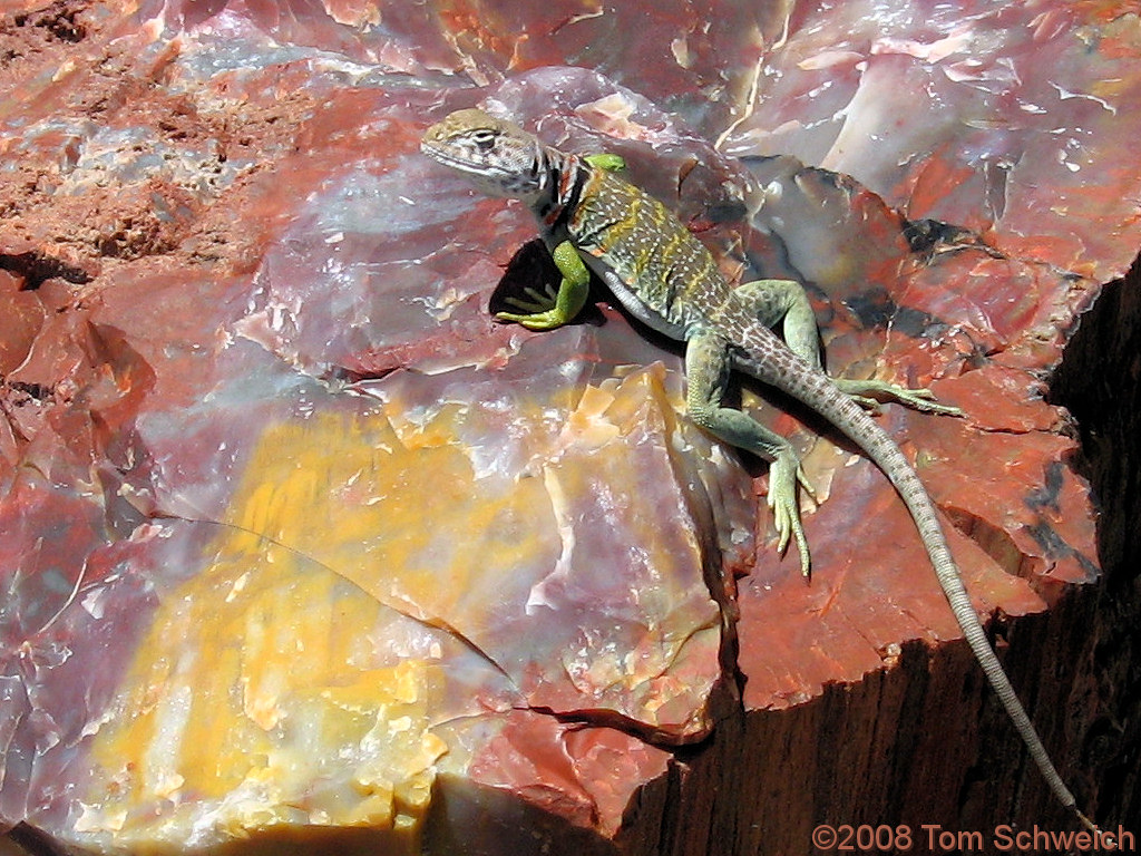 Hey baby! … want a date? Arizona, Apache County, Petrified Forest National Park