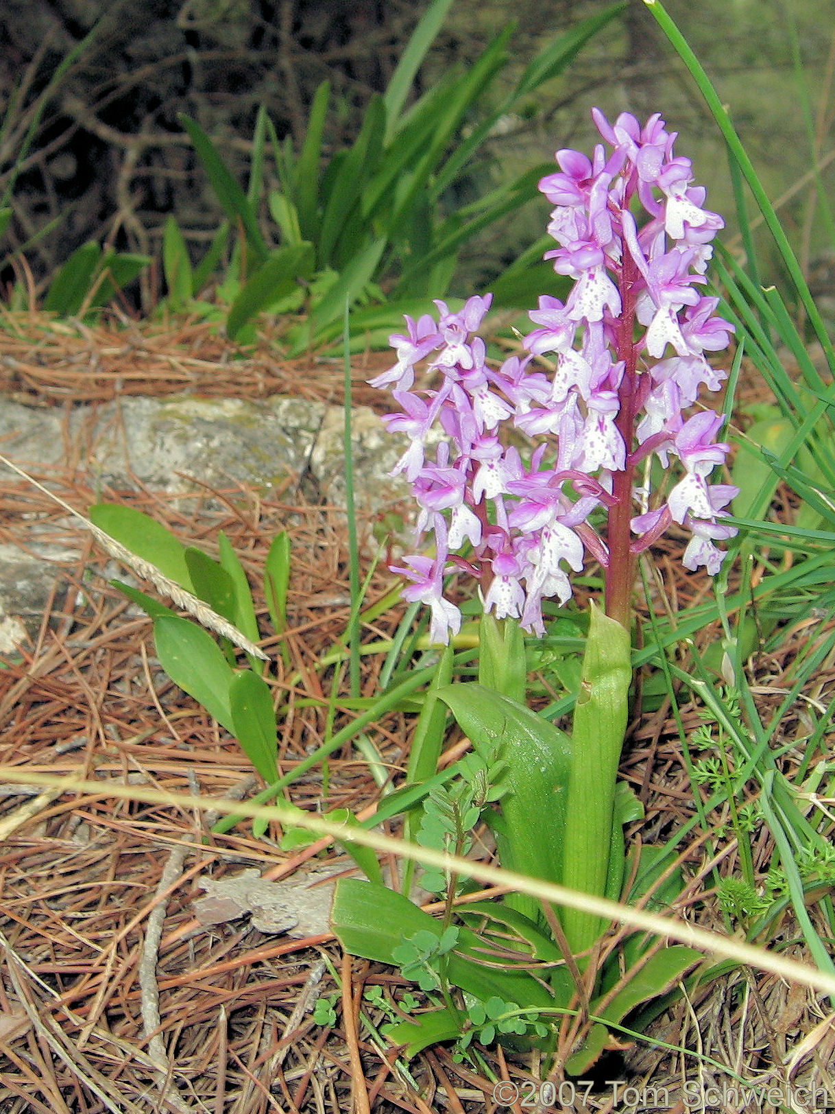 Orchid, Grazalema, Cadiz, Andalucia, Spain