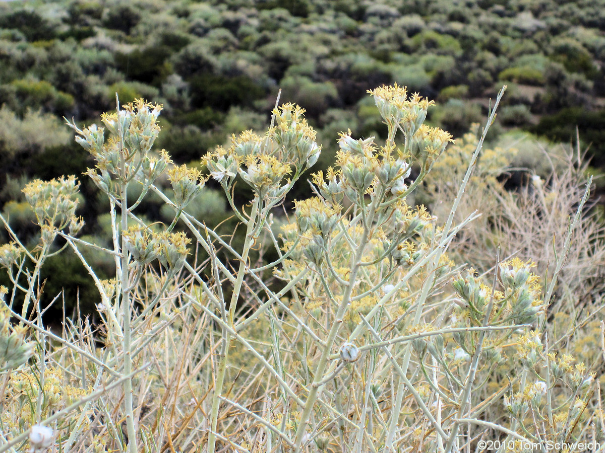 Asteraceae Tetradymia tetrameres