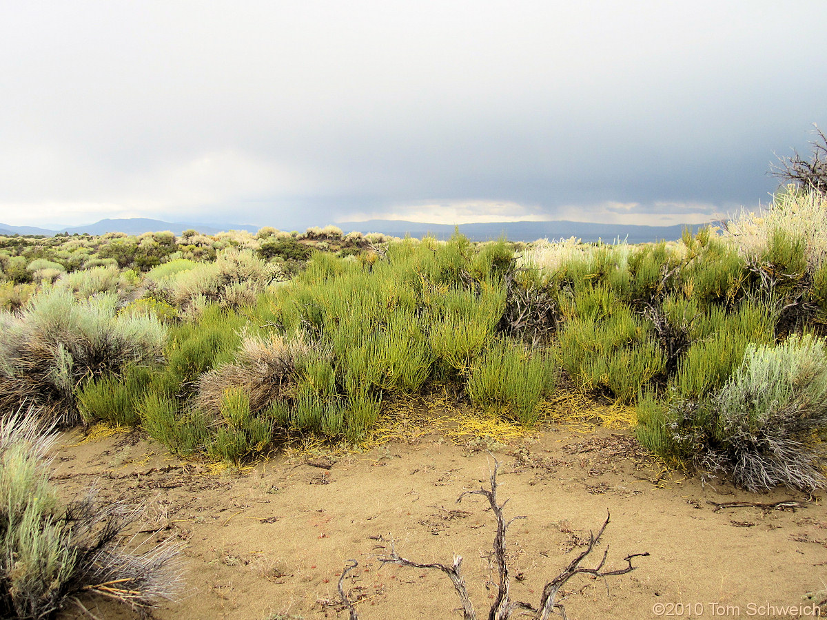 Ephedraceae Ephedra viridis