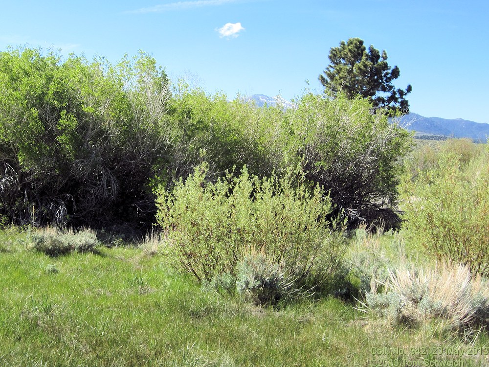 Salicaceae Salix