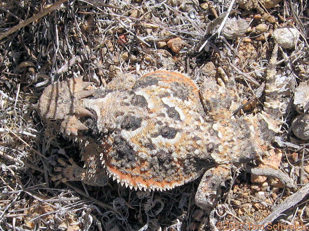 Phrynosoma platyrhinos, Gilbert Summit, Inyo County, California