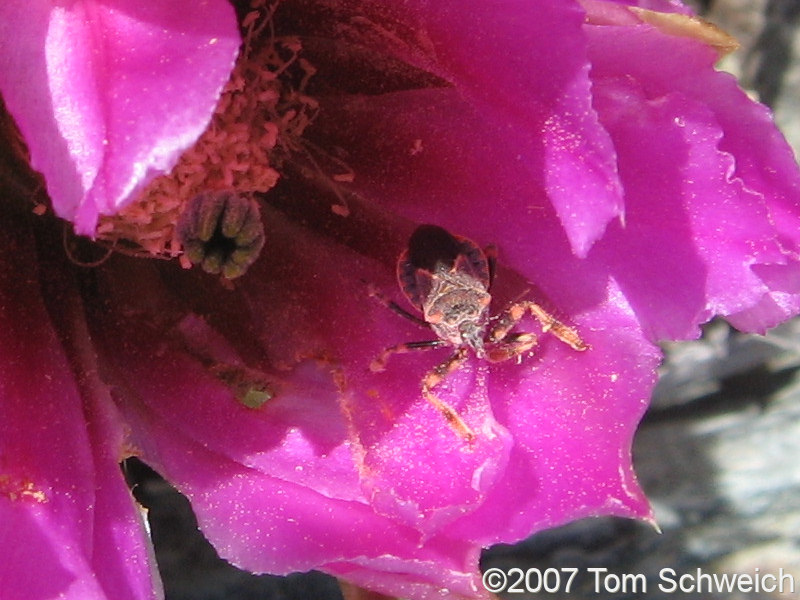 Cactaceae, Echinocereus engelmannii, California, White Mountains, Inyo County, bug