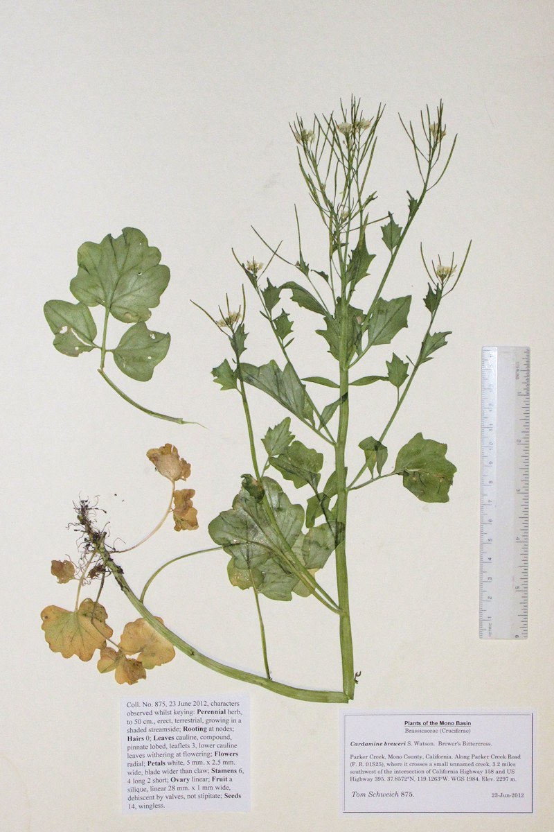 Brassicaceae Cardamine breweri