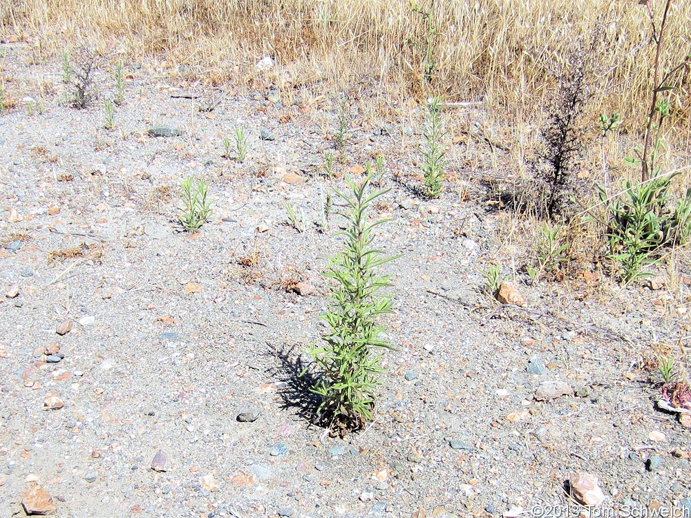 Asteraceae Dittrichia graveolens