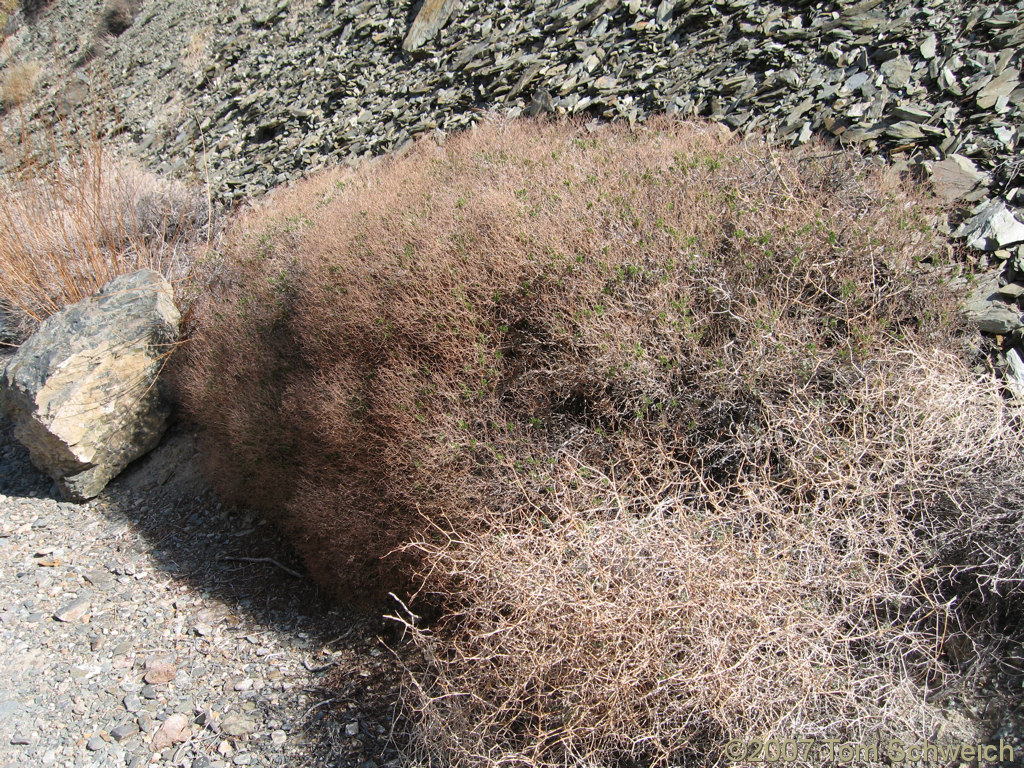 Polygonaceae, Dedeckera eurekensis, California, Mono County, White Mountains, Coldwater Canyon
