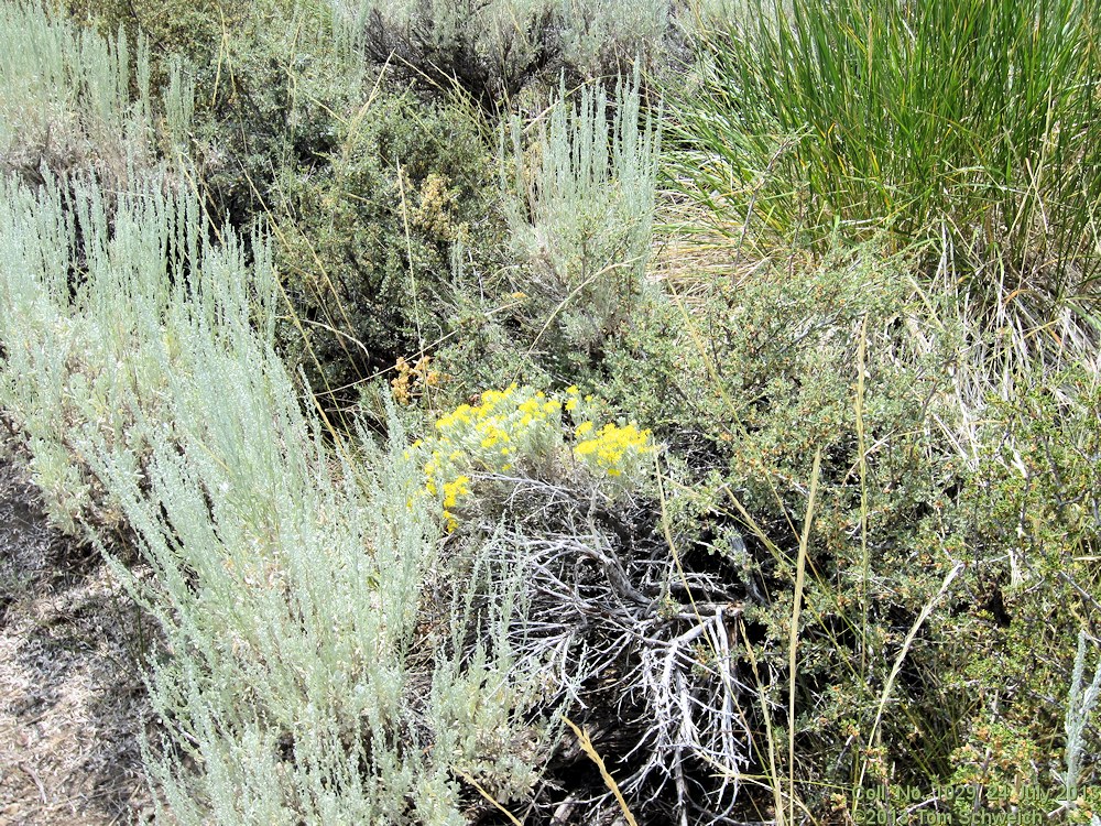 Asteraceae Tetradymia canescens