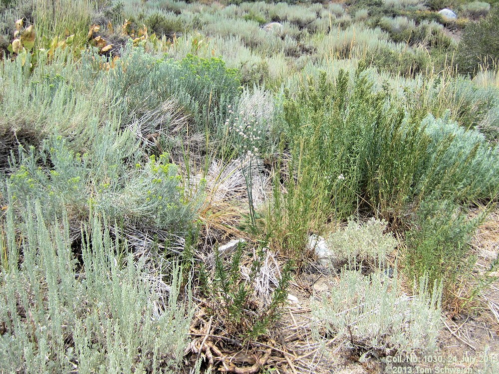 Polygonaceae Eriogonum elatum elatum