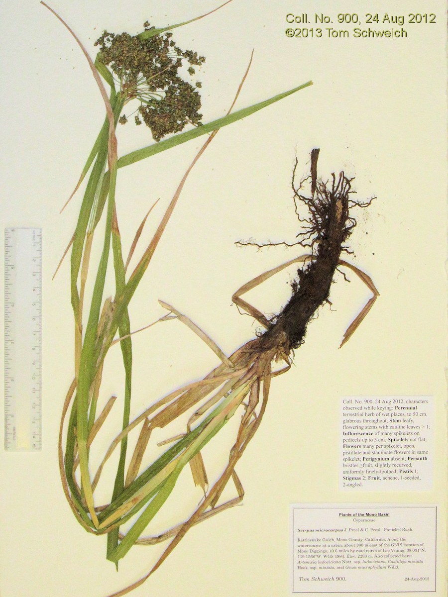 Cyperaceae Scirpus microcarpus