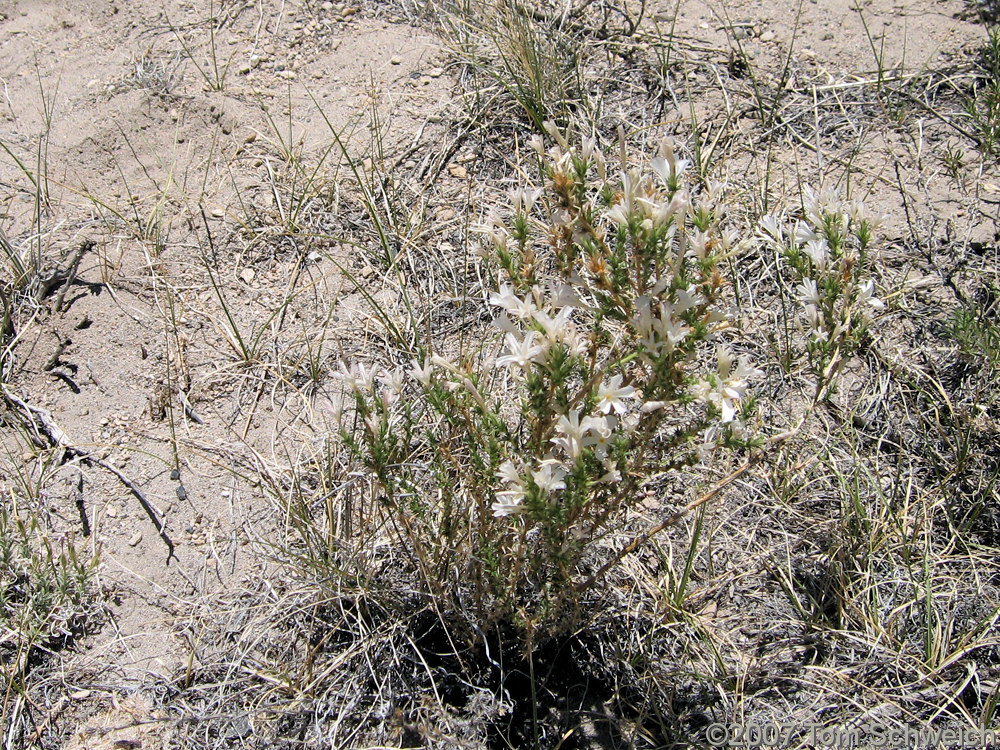 Linanthus pungens, California, Mono County, Cowtrack Mountain.