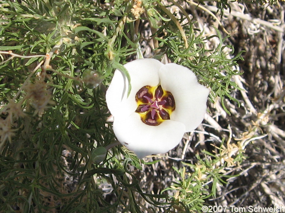 Calochortus