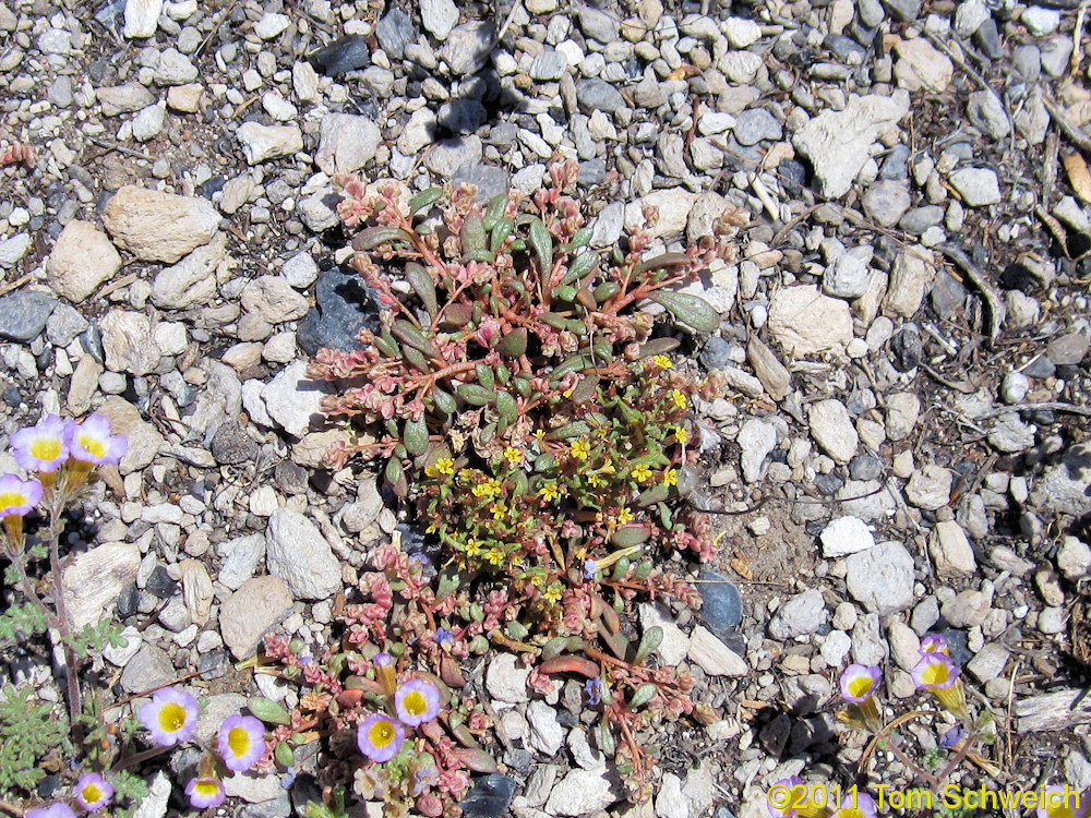 Phyrmaceae Mimulus suksdorfii