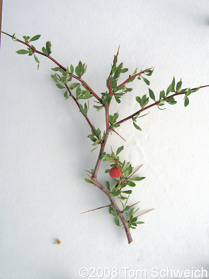 Rosaceae Prunus andersonii