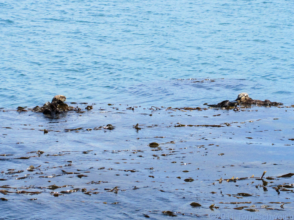 Sea Otters, Morro Bay