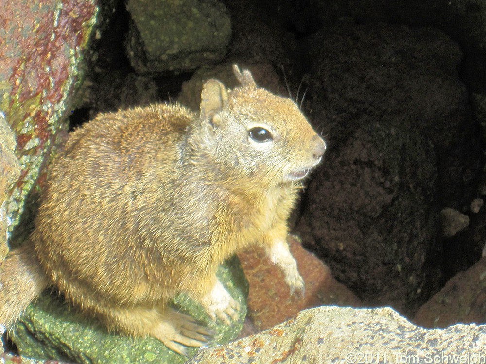 Squirrel, Morro Bay