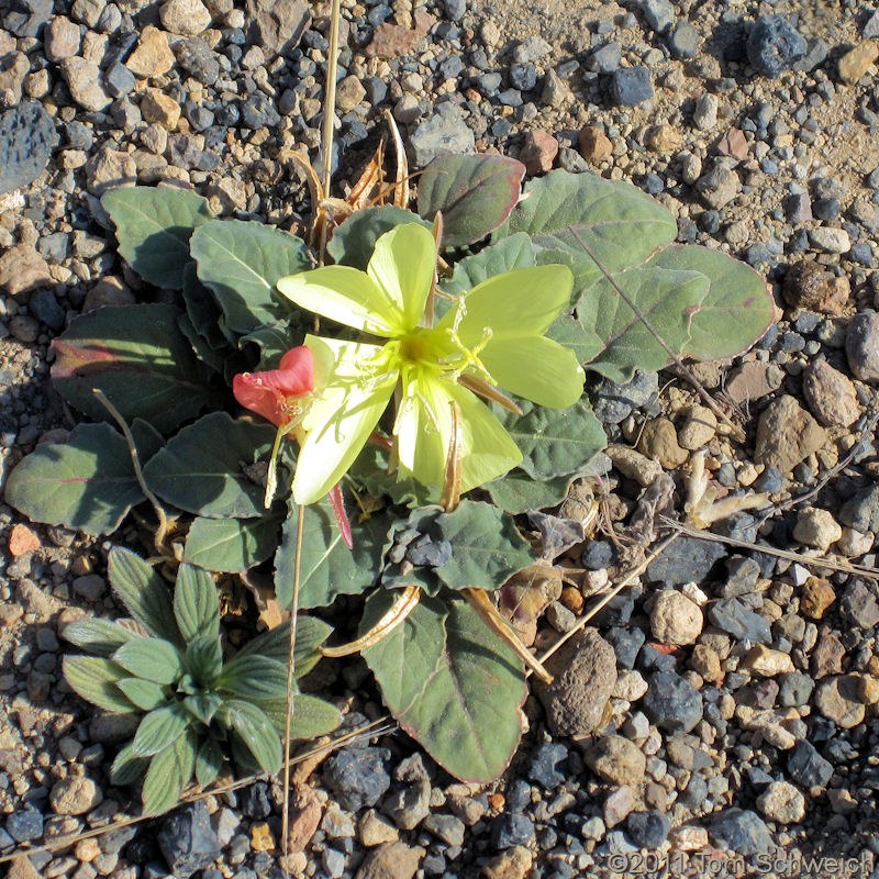 Onagraceae Oenothera xylocarpa