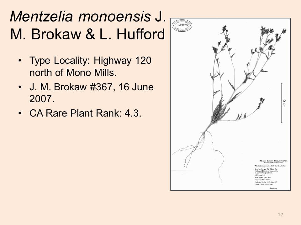 Loasaceae Mentzelia monoensis