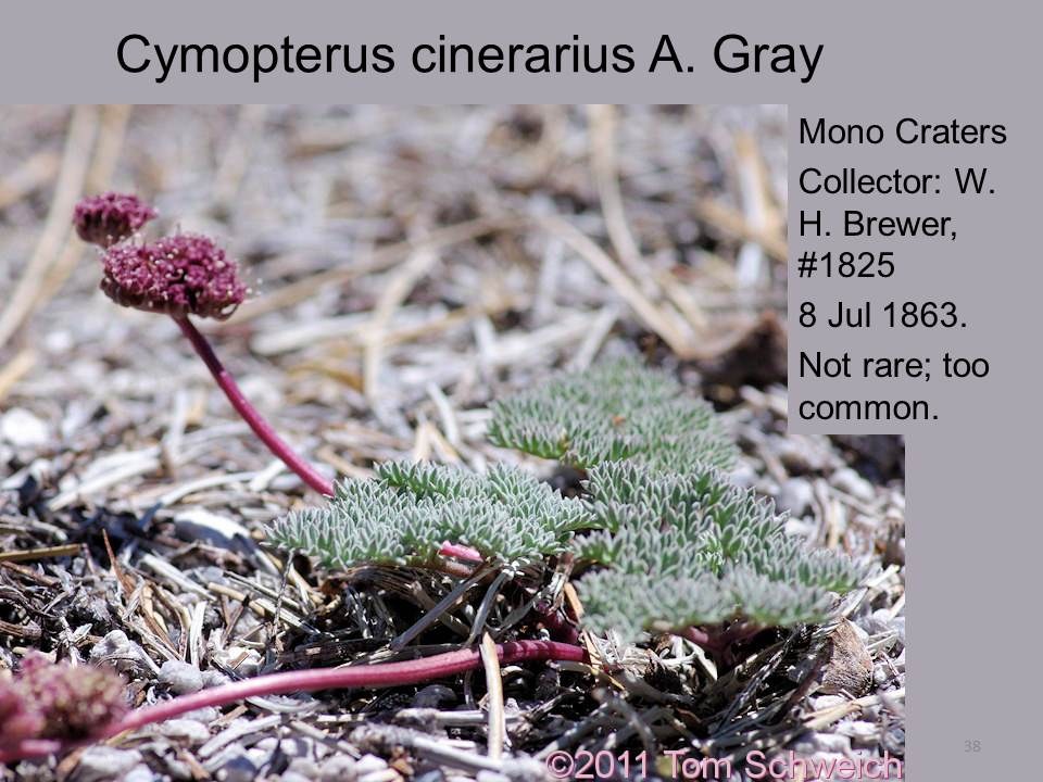 Apiaceae Cymopterus cinerarius