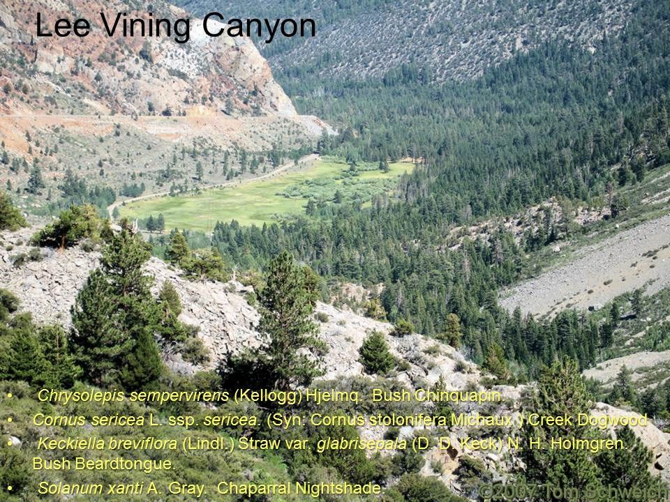 California, Mono County, Lee Vining Canyon