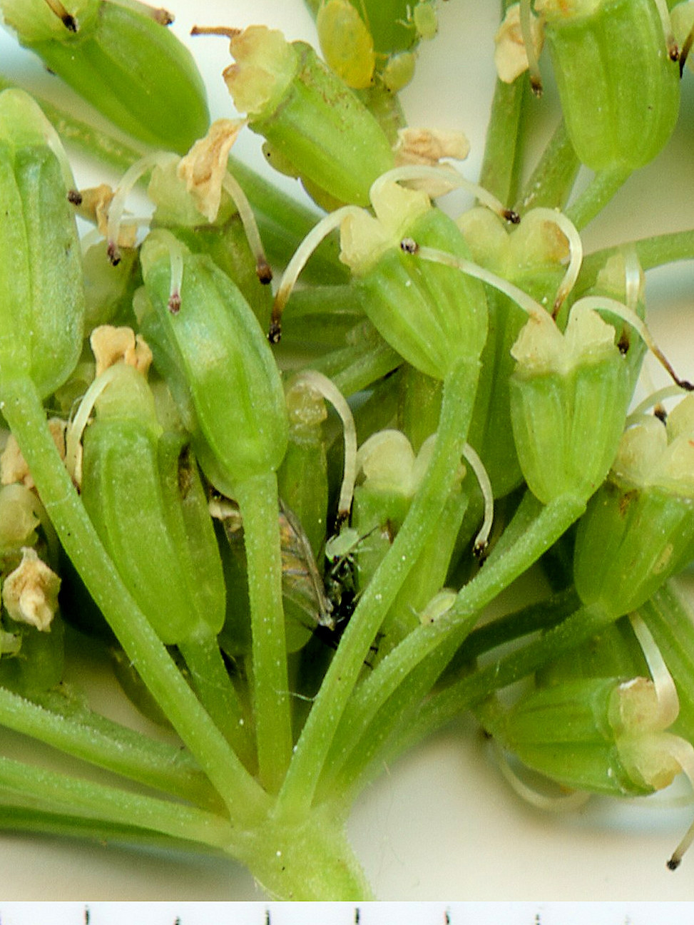 Apiaceae Aegopodium podagraria